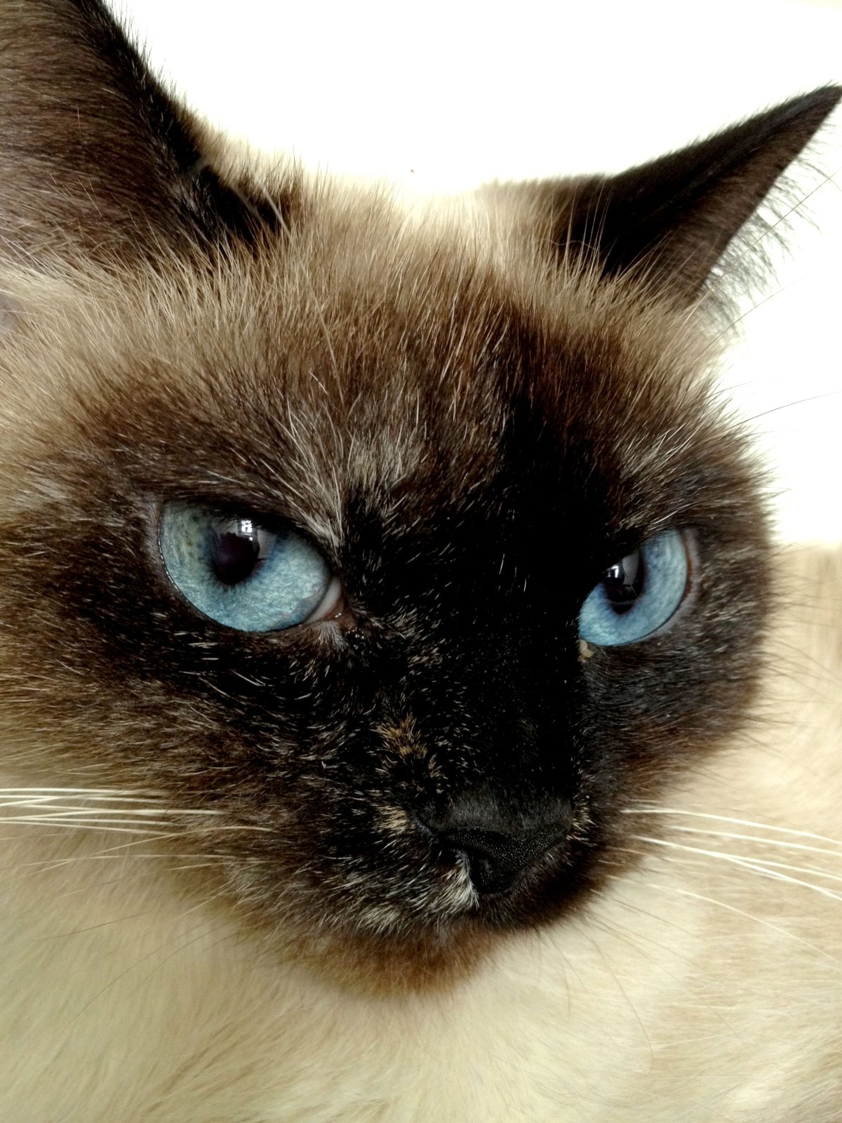 Сиамская кошка мордочка