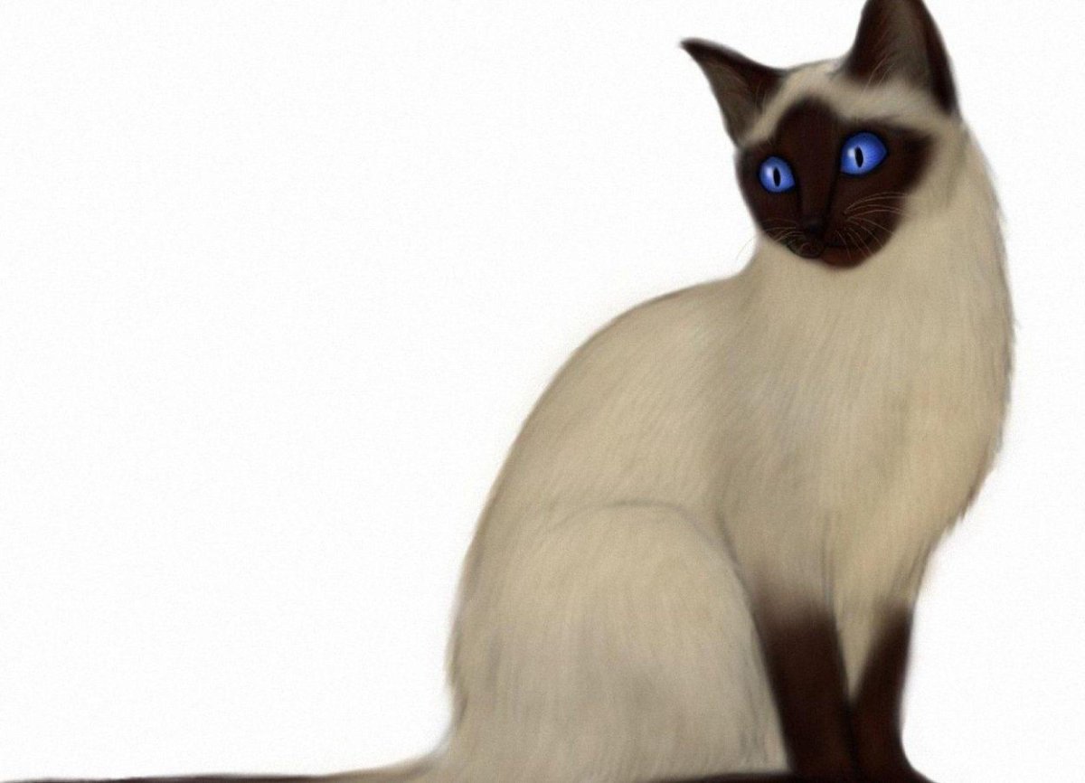 Сиамская на белом фоне