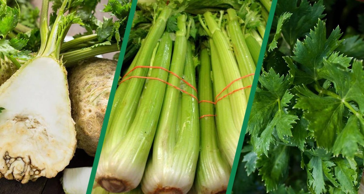 Сельдерей корневой Грибовский