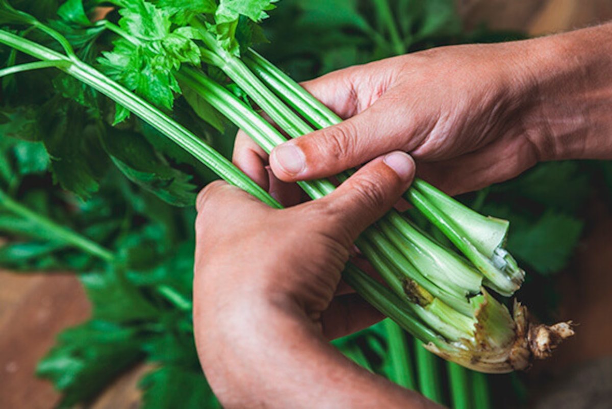 Рука держит сельдерей
