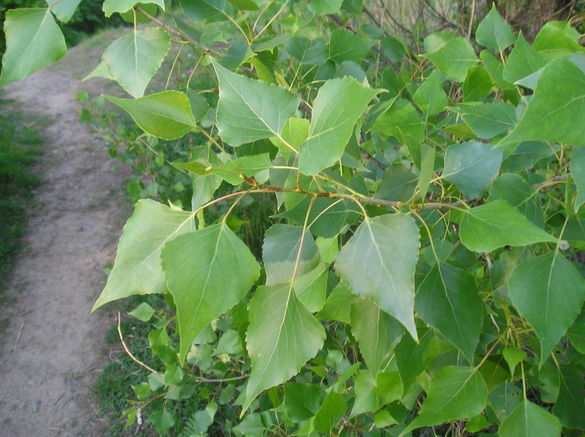 Тополь канадский (Populus canadensis)