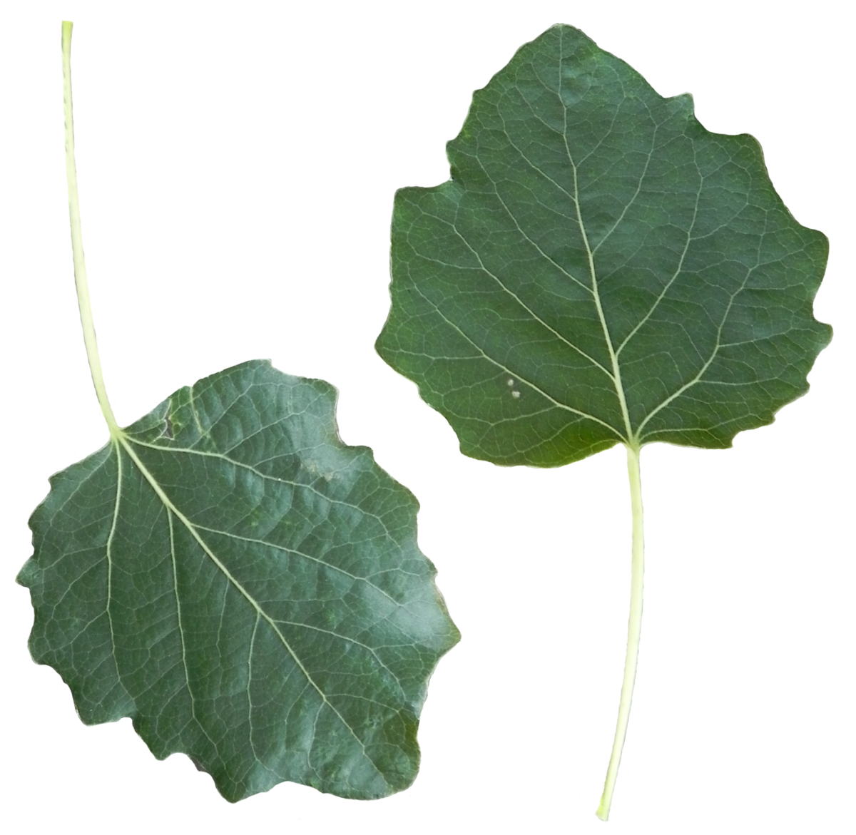 Листок осины