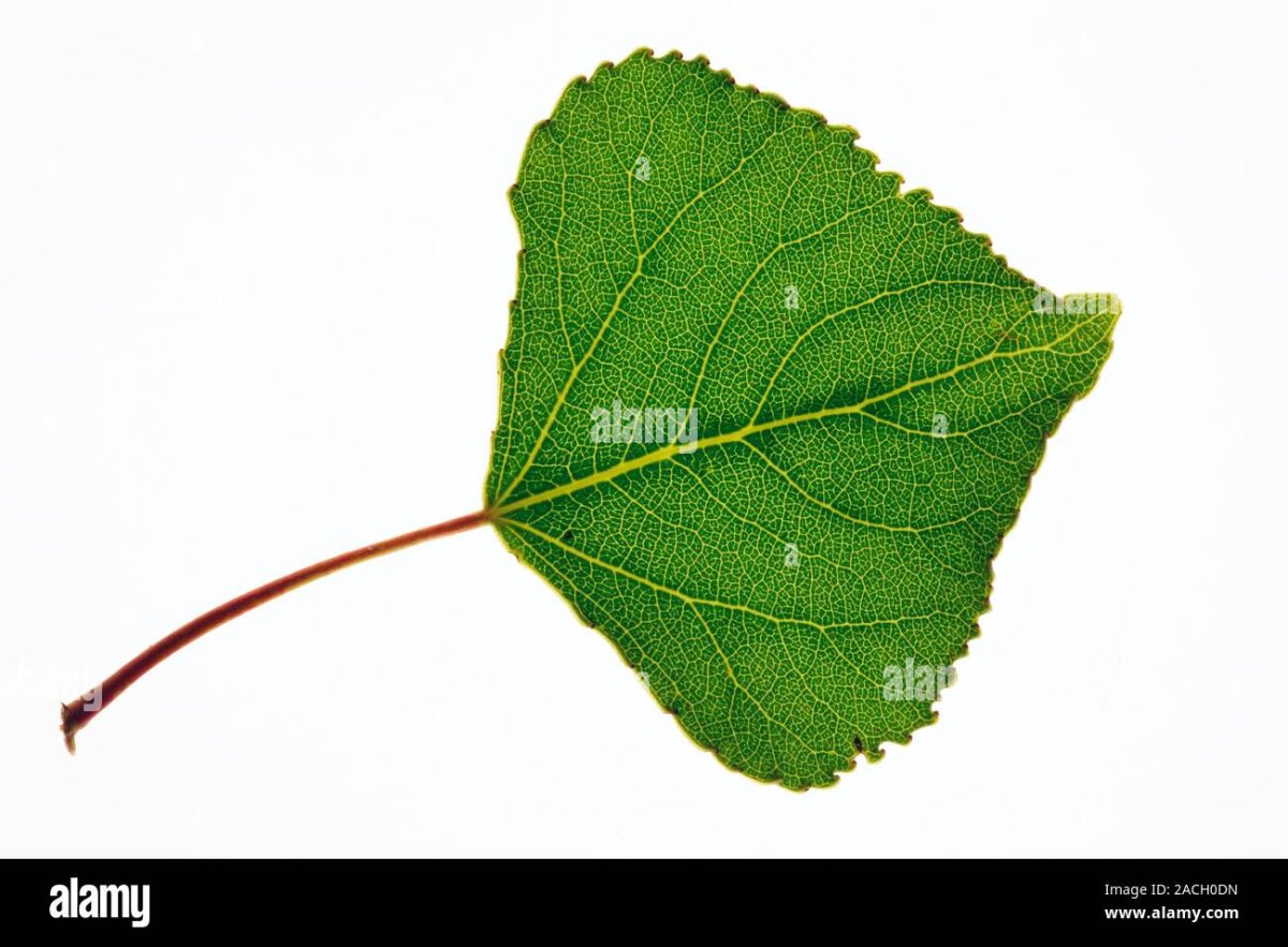 Листья тополя на ощупь