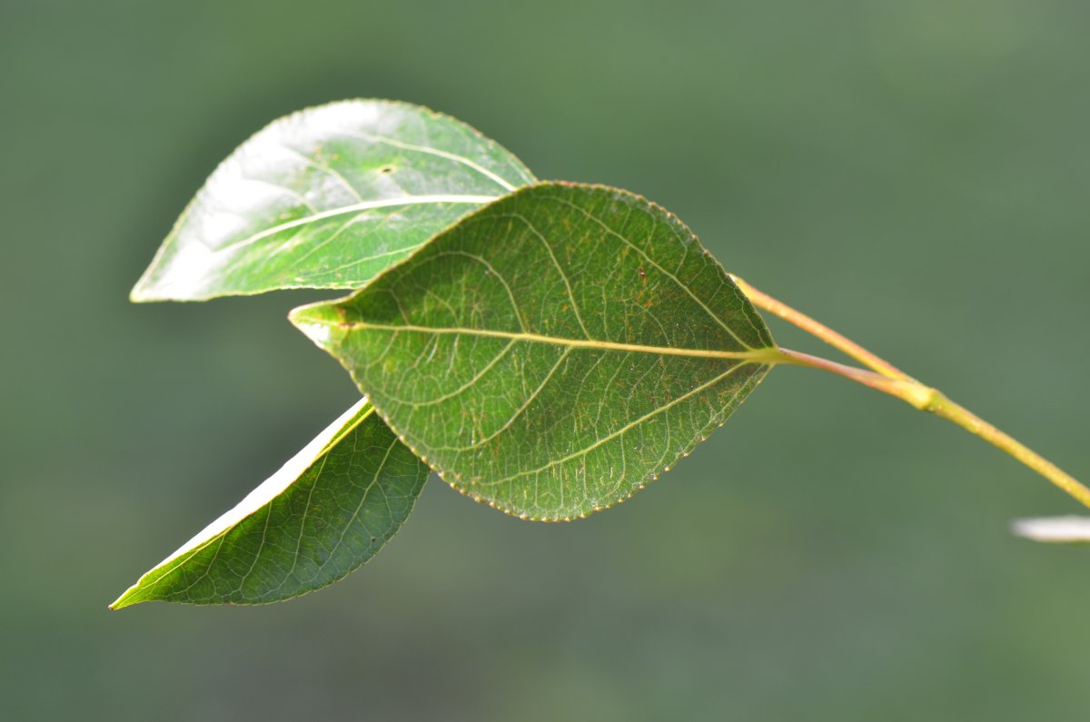 Тополь лавролистный