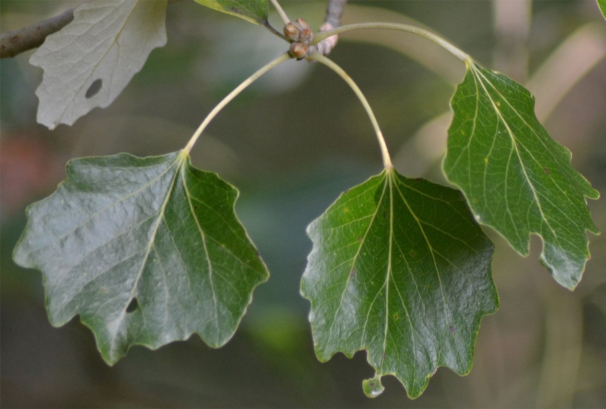 Листок тополя