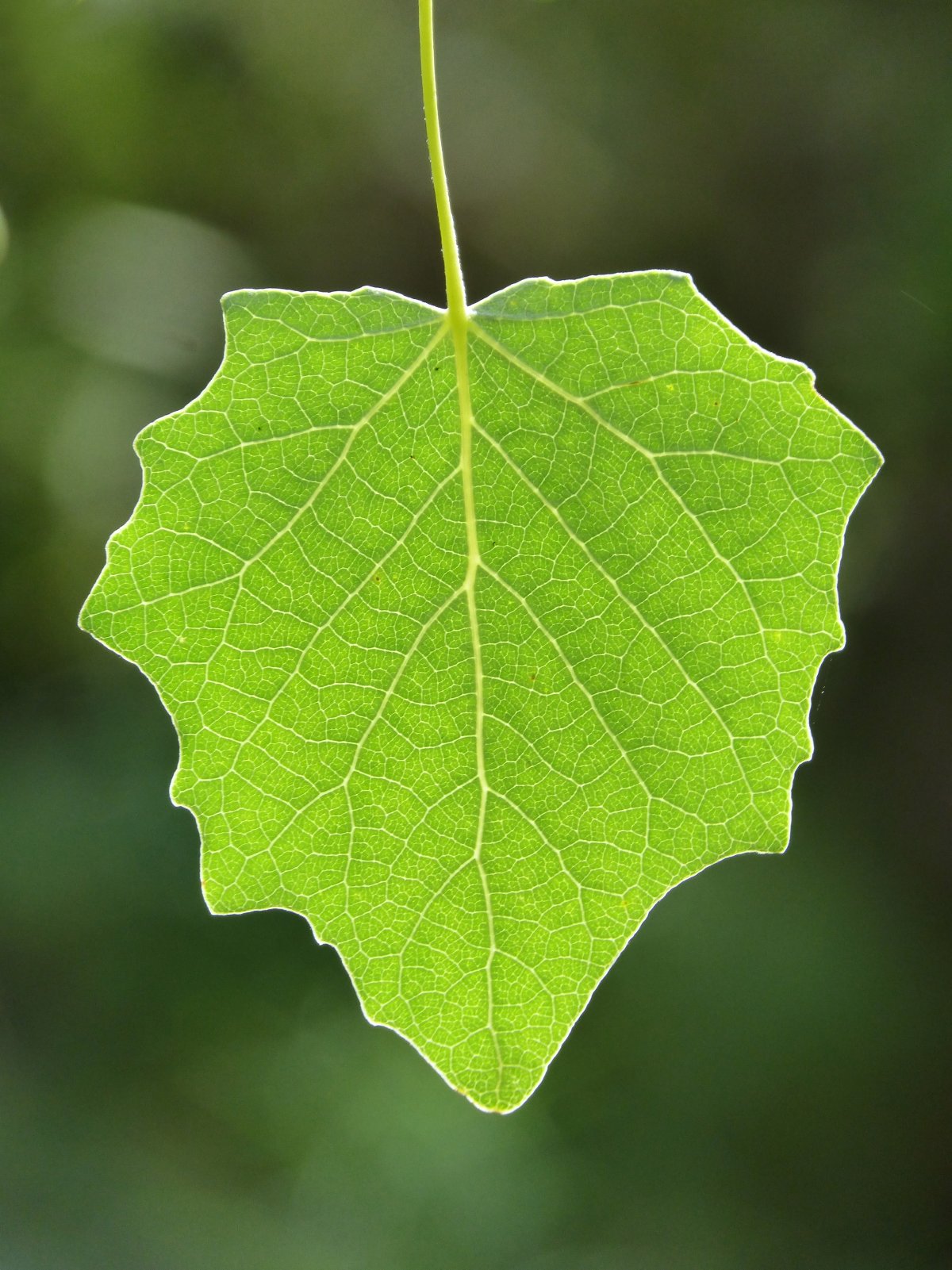 Populus nigra лист