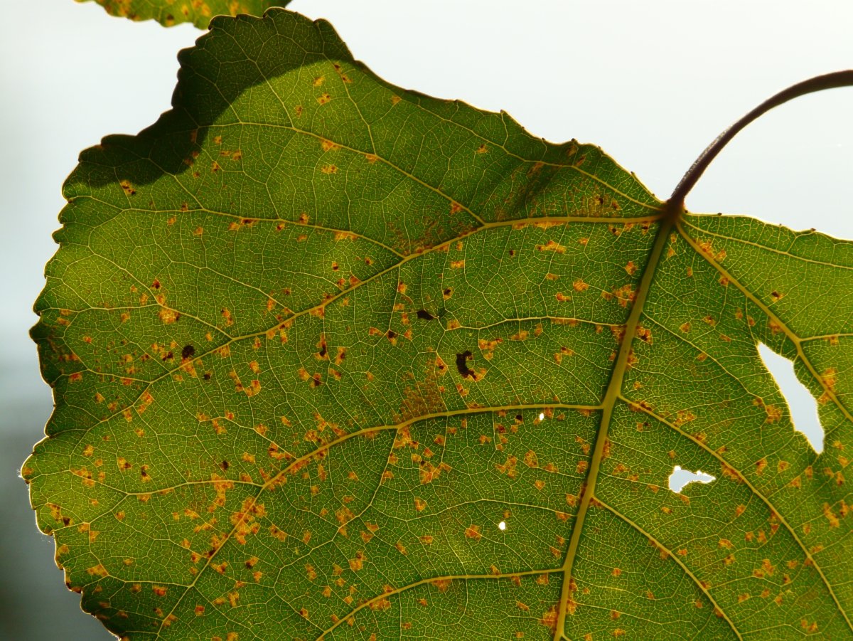 Бурая пятнистость тополя