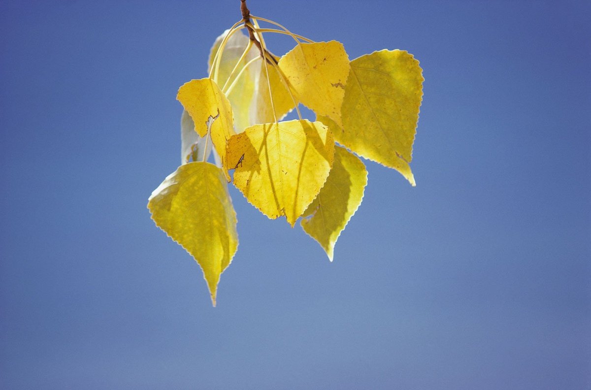 Листья тополя желтого цвета