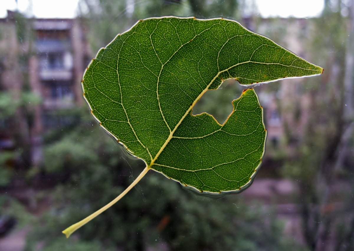 Лист тополя