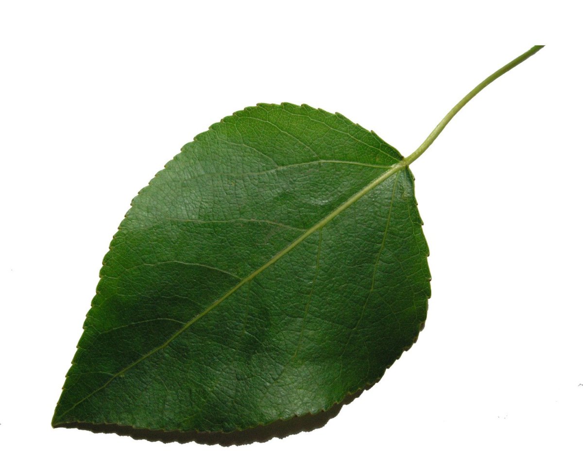 Лист тополя на белом фоне