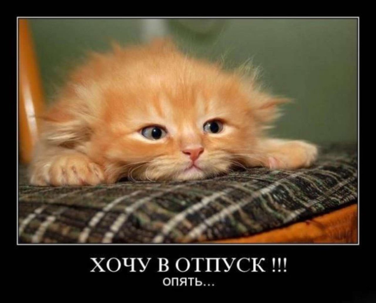 Грустный рыжий котенок