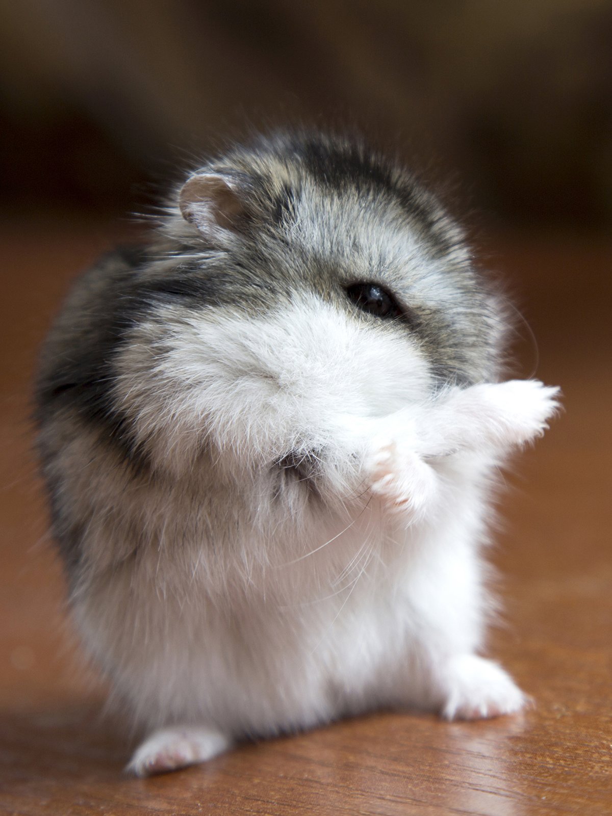 Хомяки джунгарики