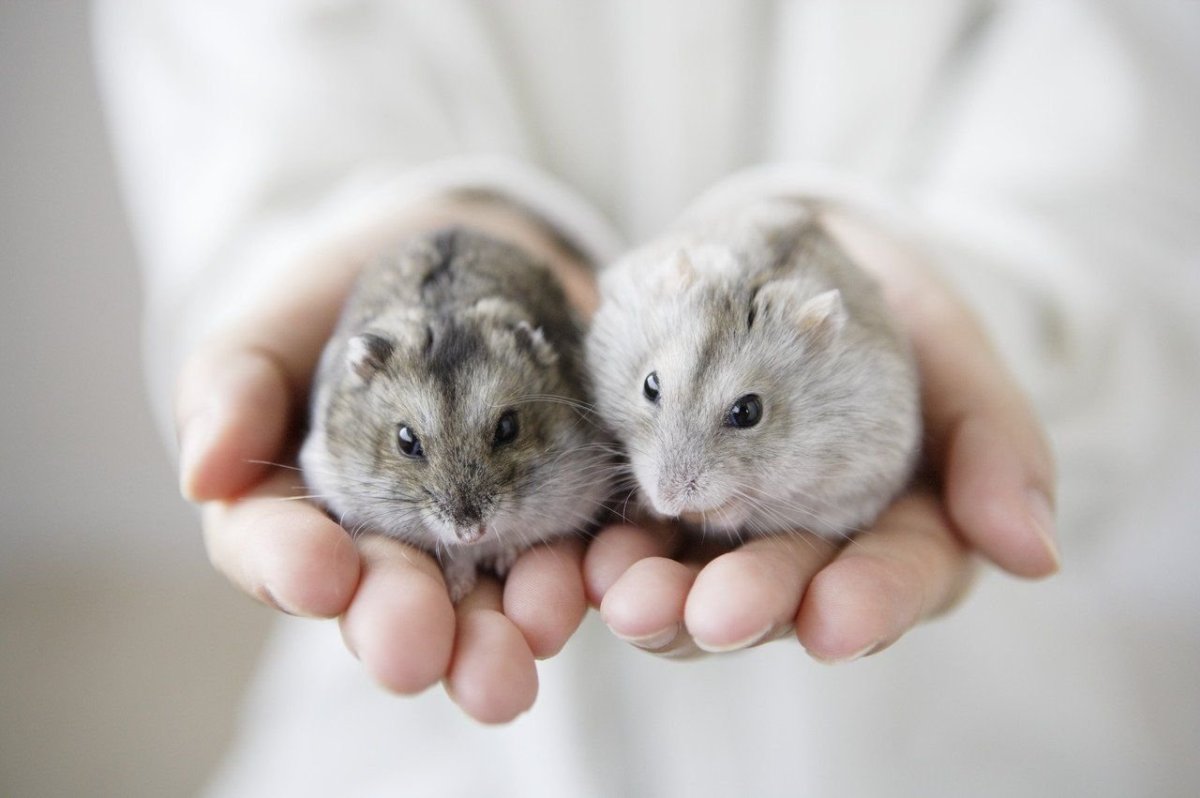 Джунгарский хомячок хомяки