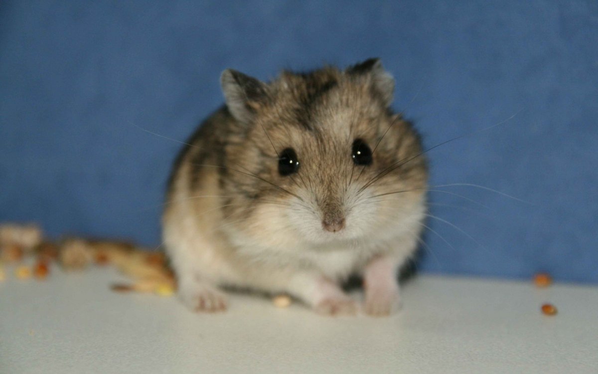 Хомяк джунгарский маленький