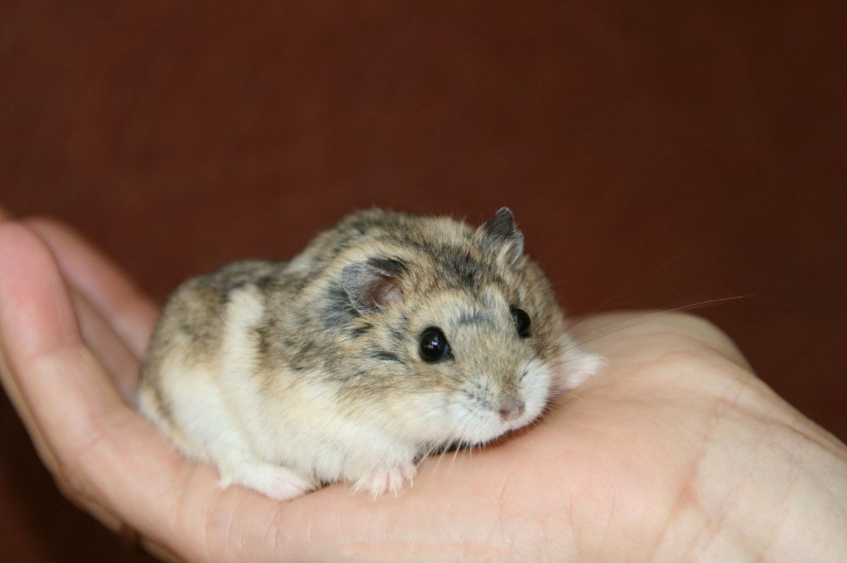 Джунгарский хомячок