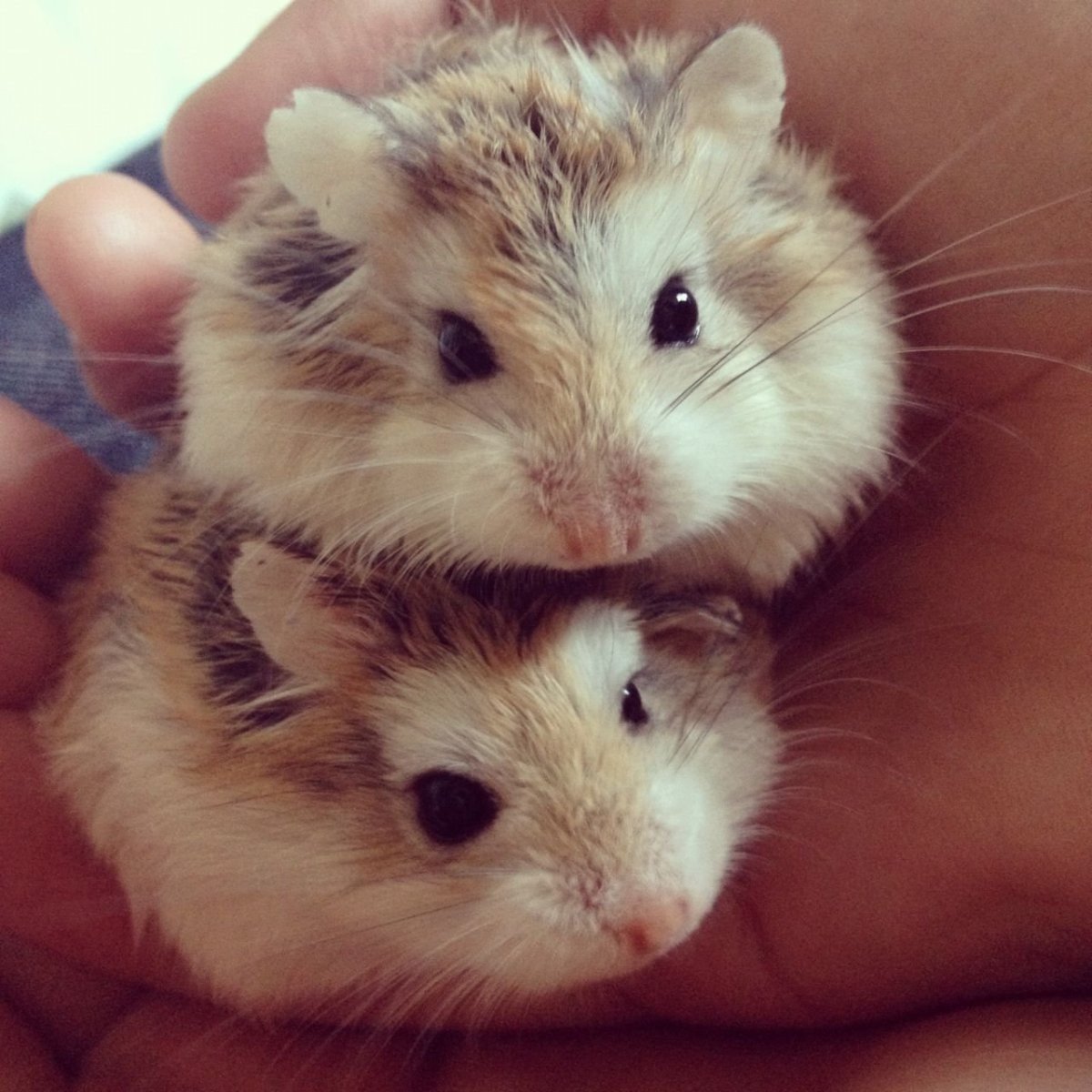 Хомяк джунгарский