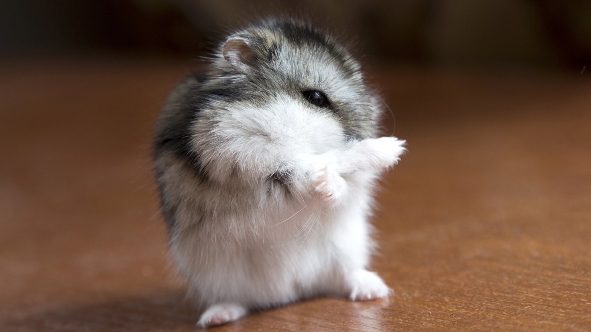 Хомяк джунгарский