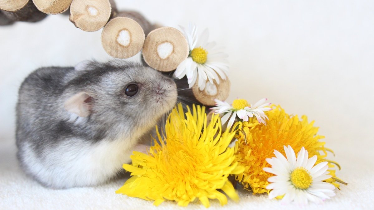 Дикий джунгарский хомяк