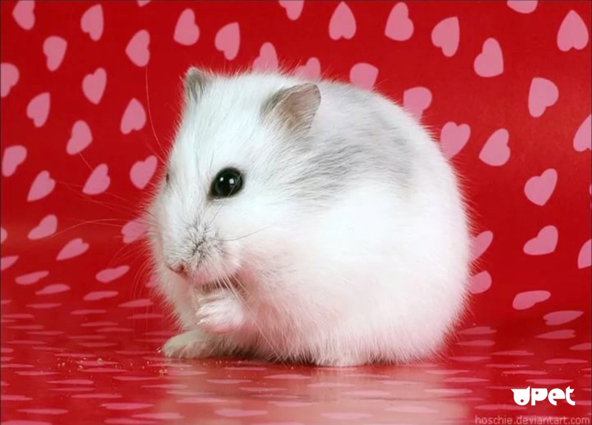 Милые хомячки