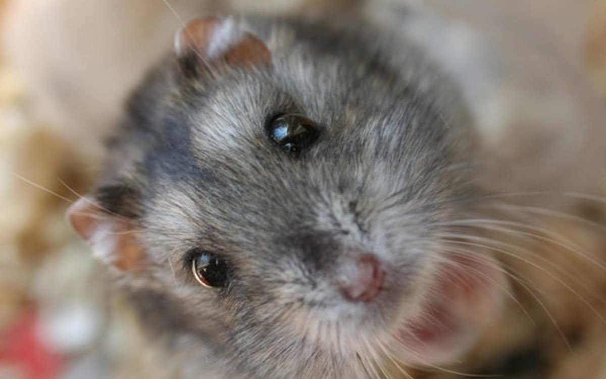 Хомячок серый (Cricetulus migratorius)