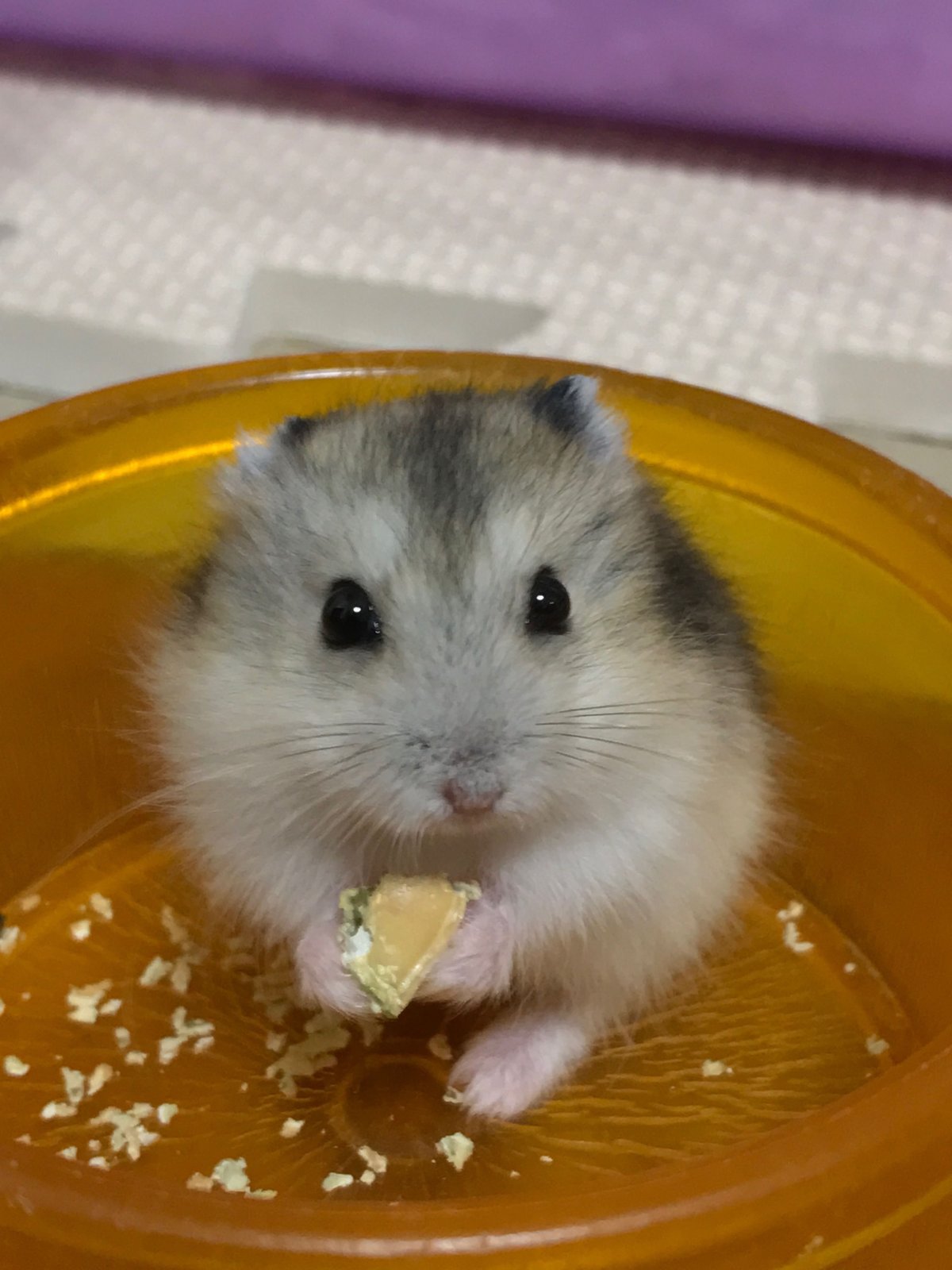 Хомяк джунгарский маленький