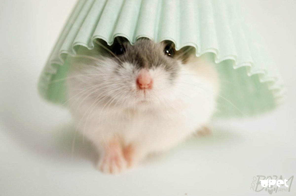 Хомяки джунгарские милые