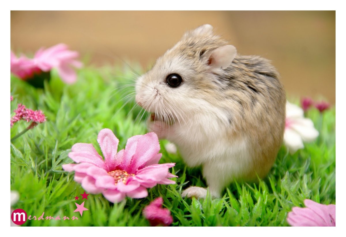 Джунгарский хомяк пятнистый