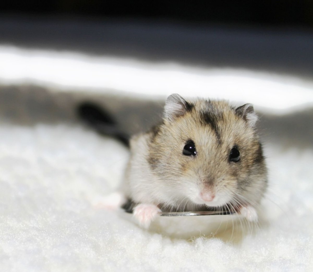 Хомяки джунгарские милые