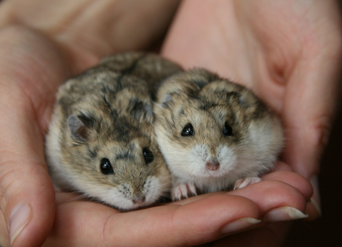 Хомяк джунгарик