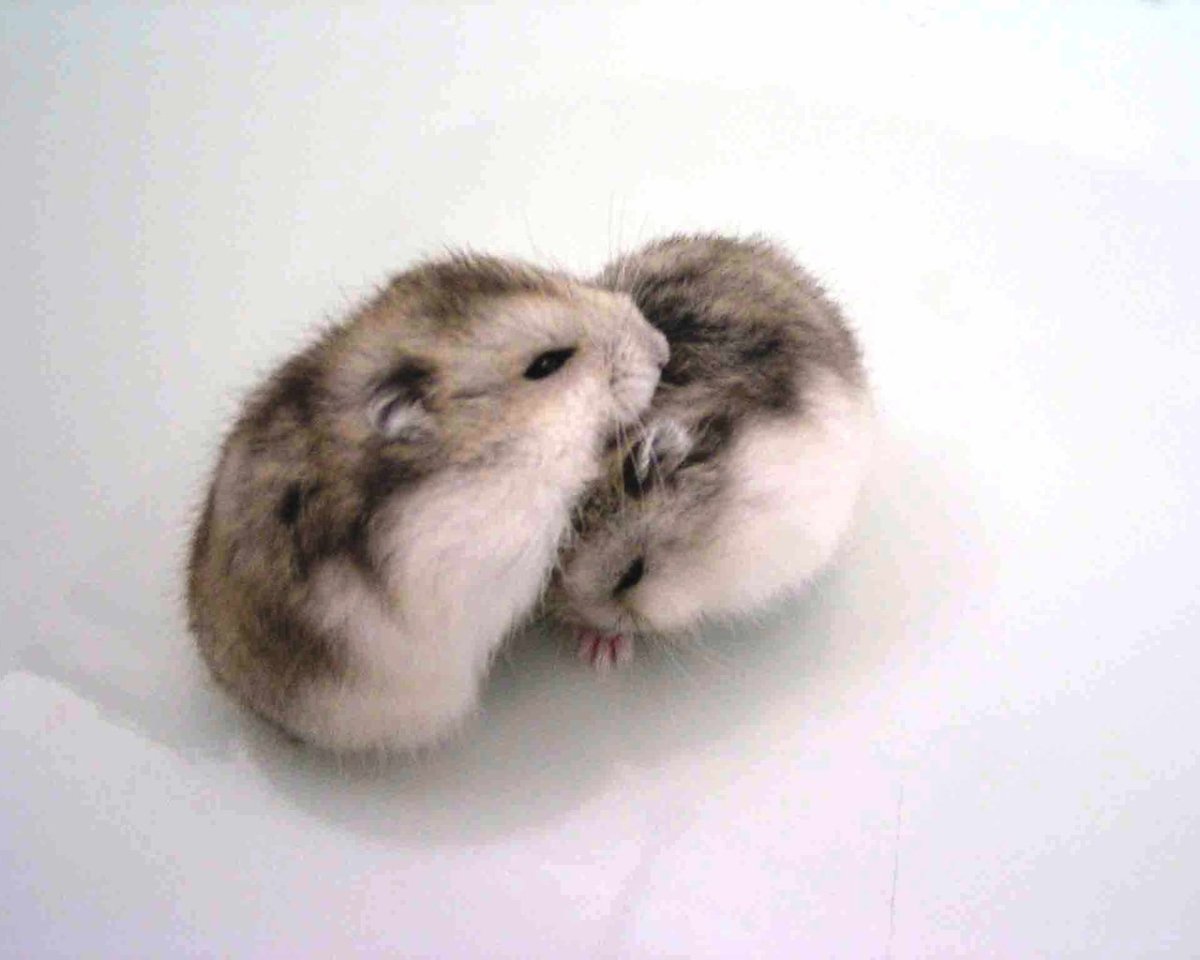 Карликовый хомяк джунгарский