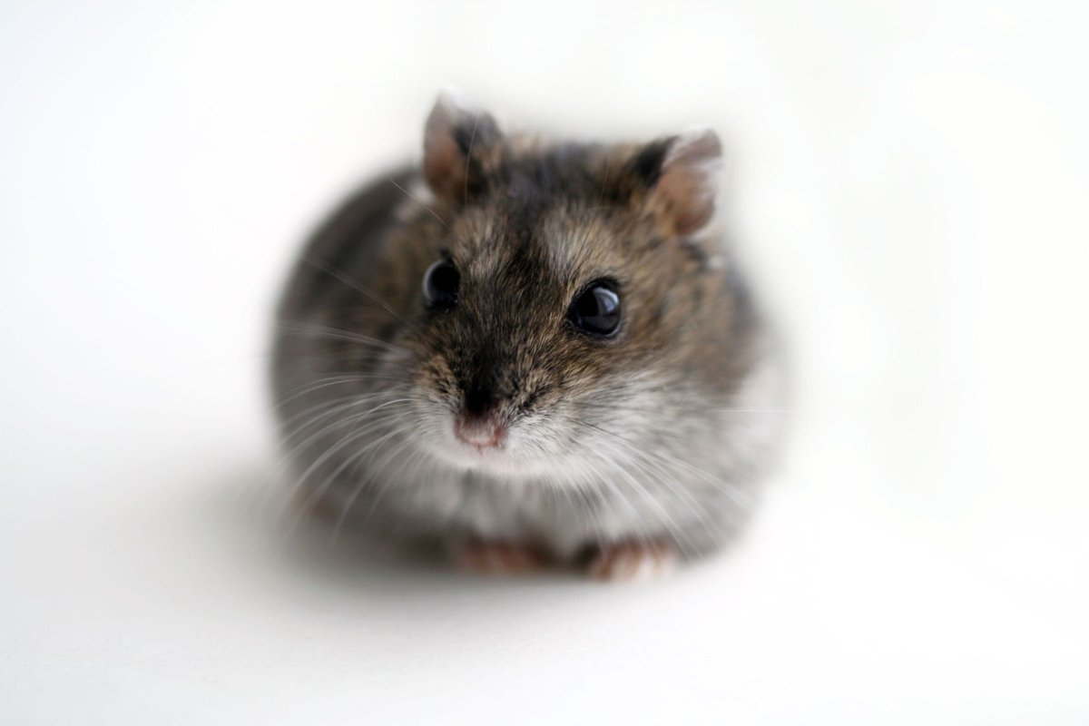 Хомяки джунгарики