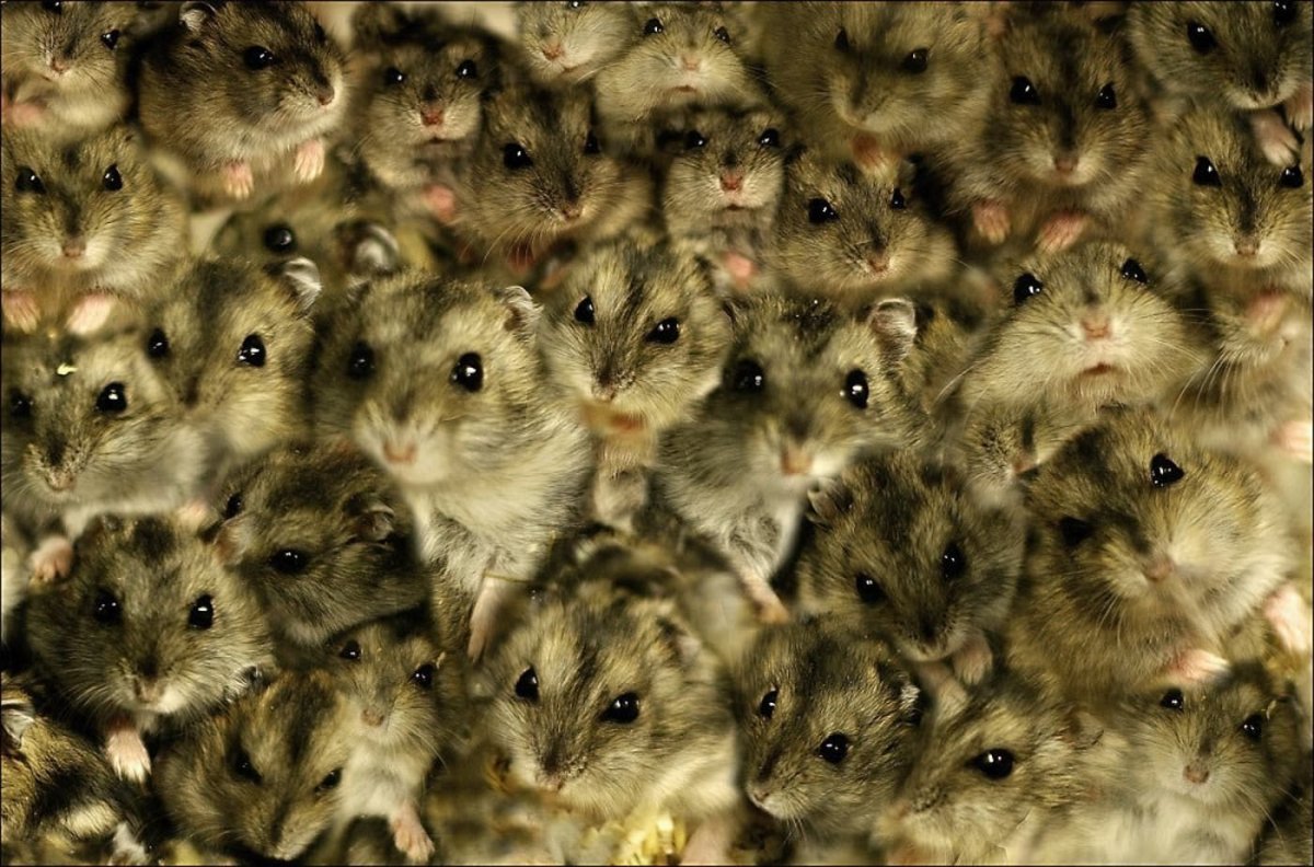 Джунгарские хомяки кучка