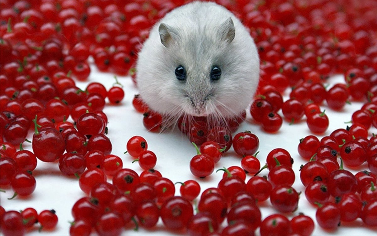 Джунгарский хомяк с красными глазами