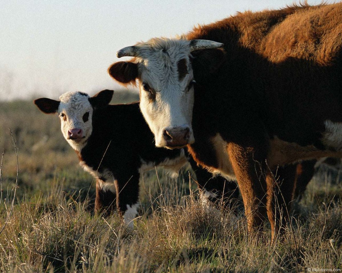 Животные телята Молодняк