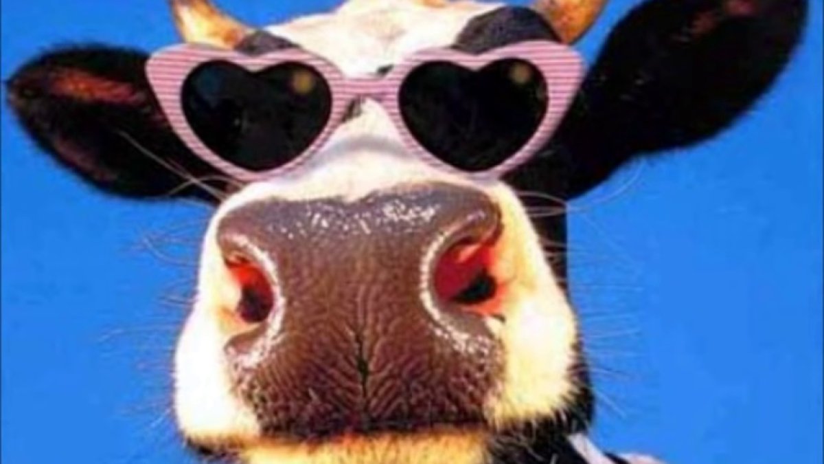 Корова в очках