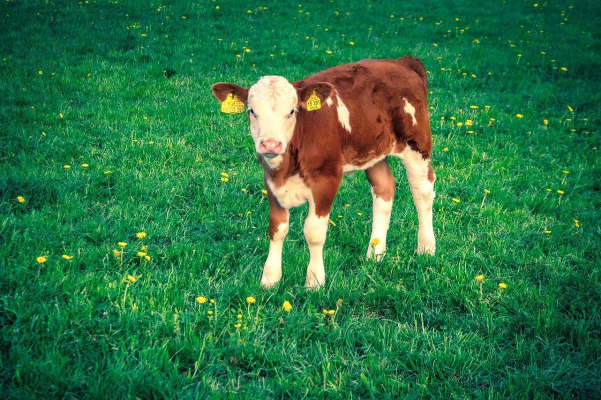 Телята на лугу