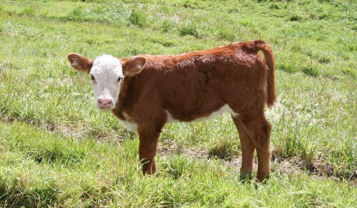 Телёнок вид сверху