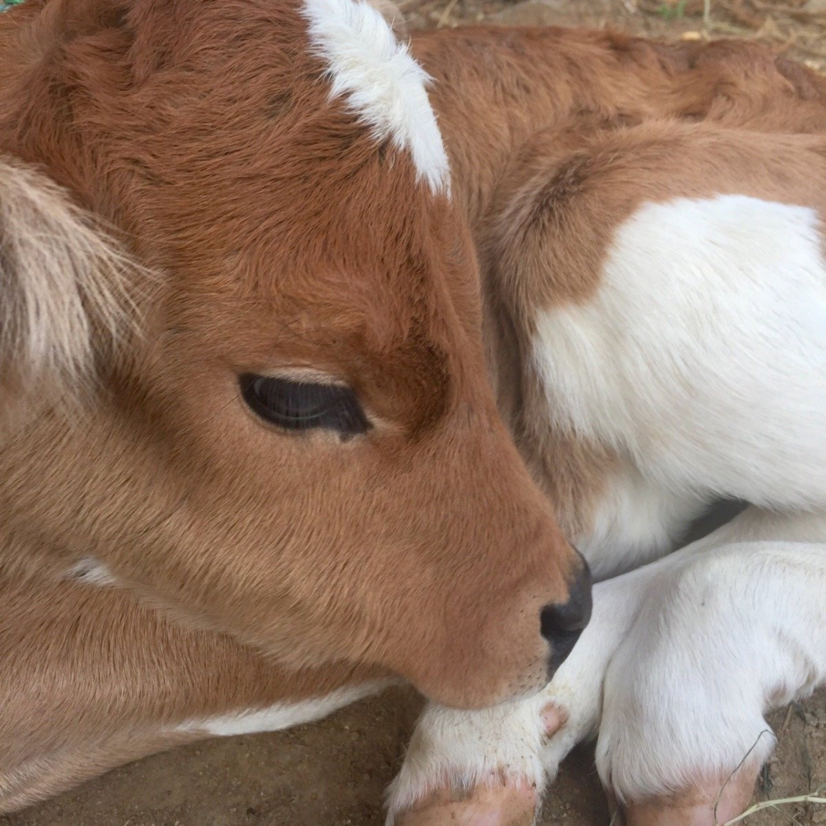 Эстетичная корова