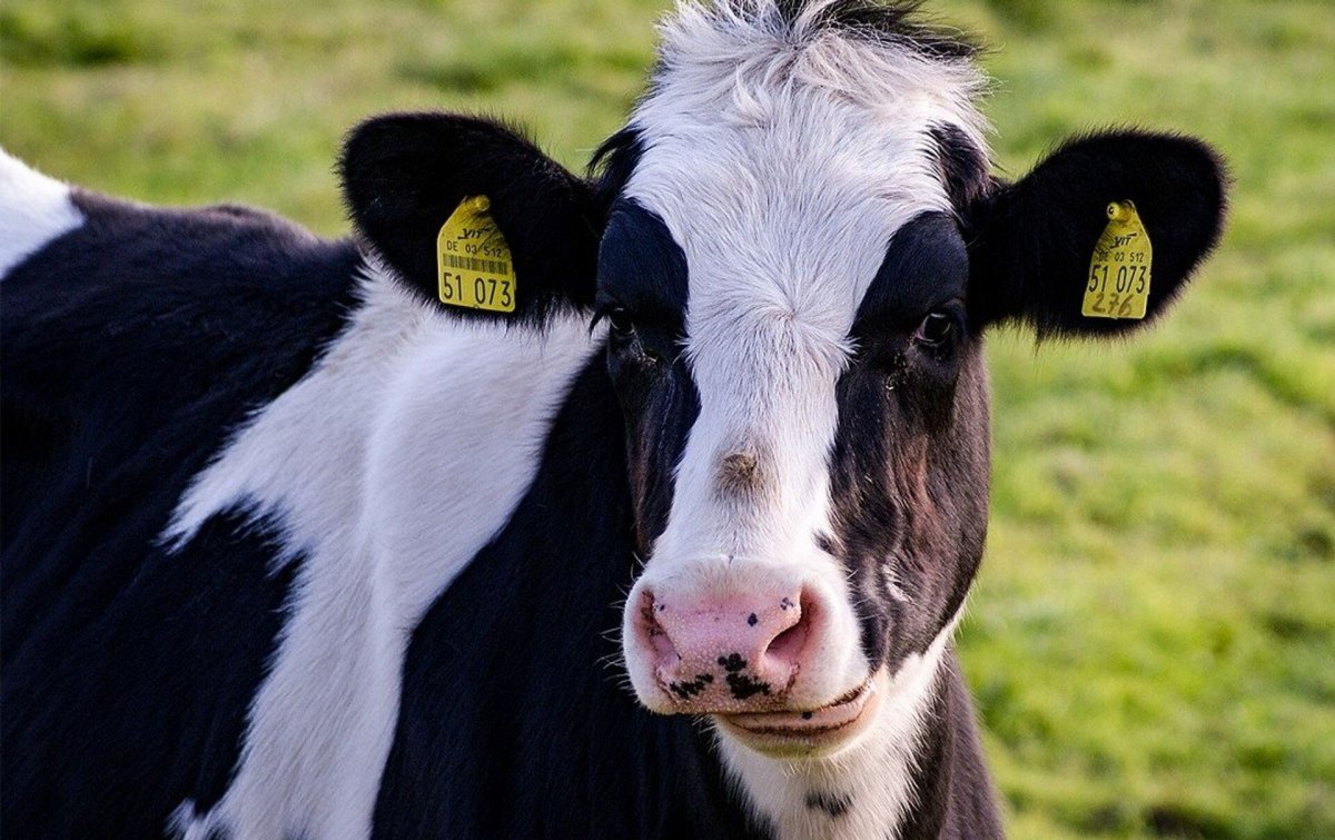 Корова во сне