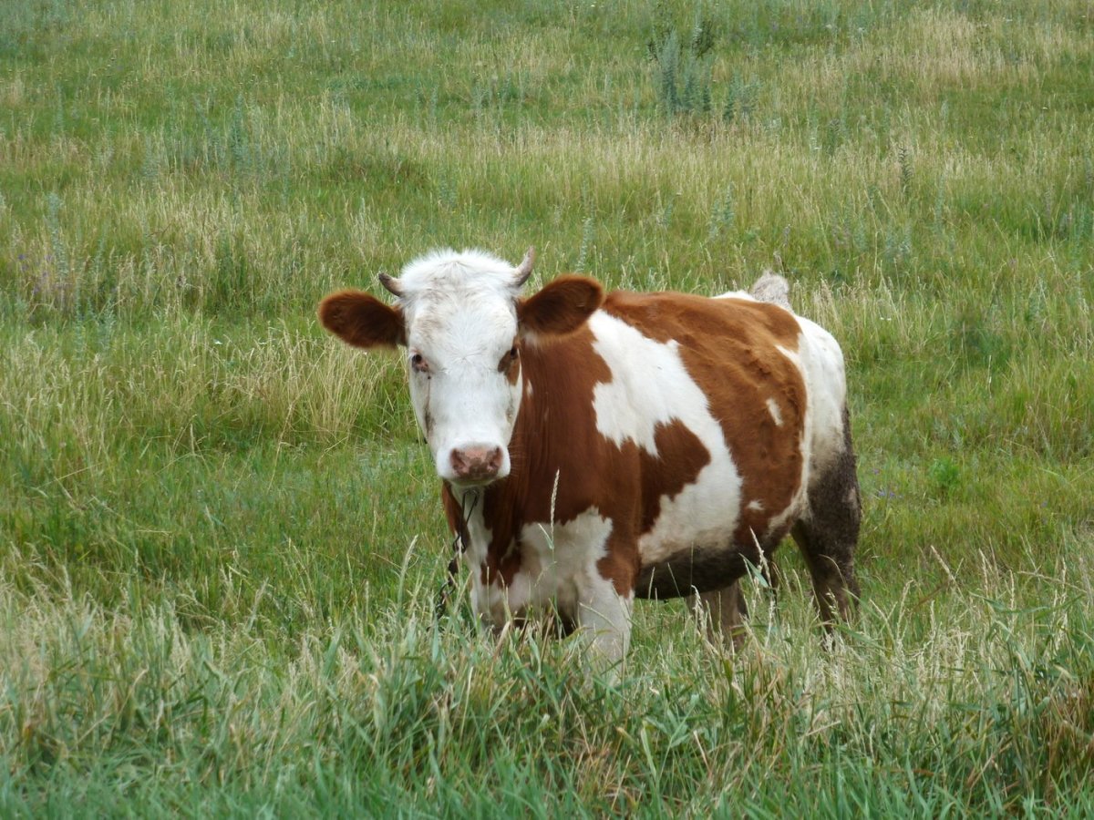 Бестужевская порода коров