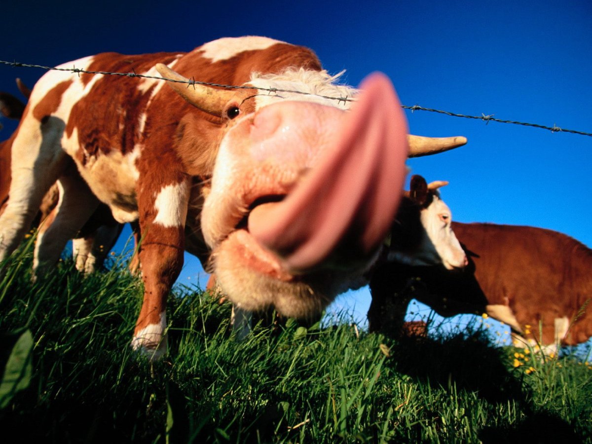 Смешные коровы и быки