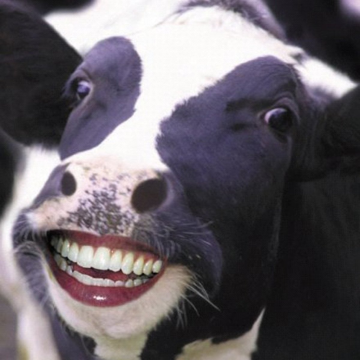 Улыбка коровы