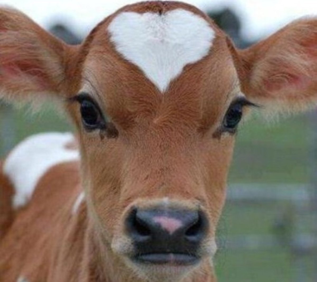 Красивая корова