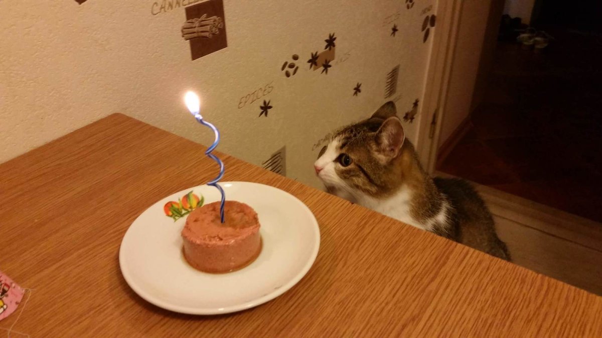 Тортик для котика