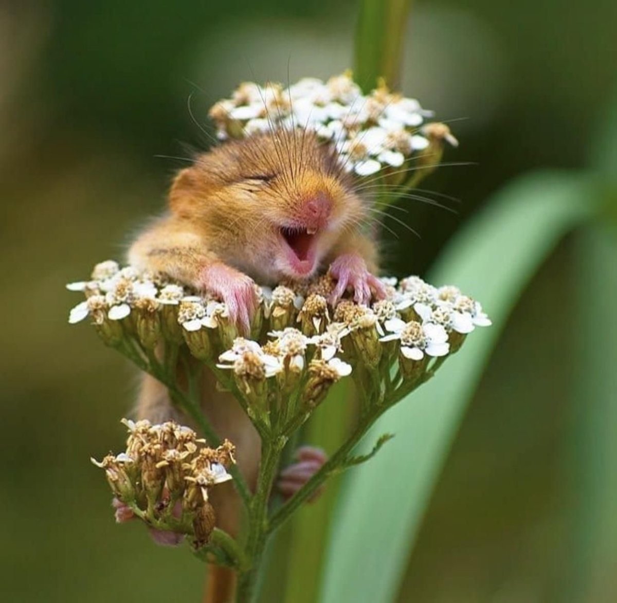 «Смеющаяся Соня», Андреа Зампатти