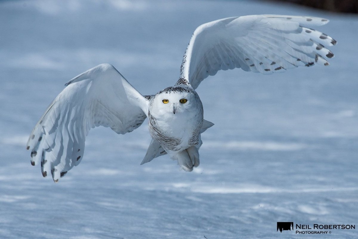 Полярная Сова ночью