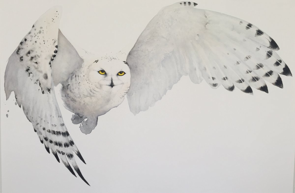 Фотография полярной Совы го