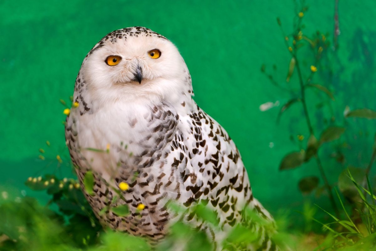 Белая Сова на синем фоне