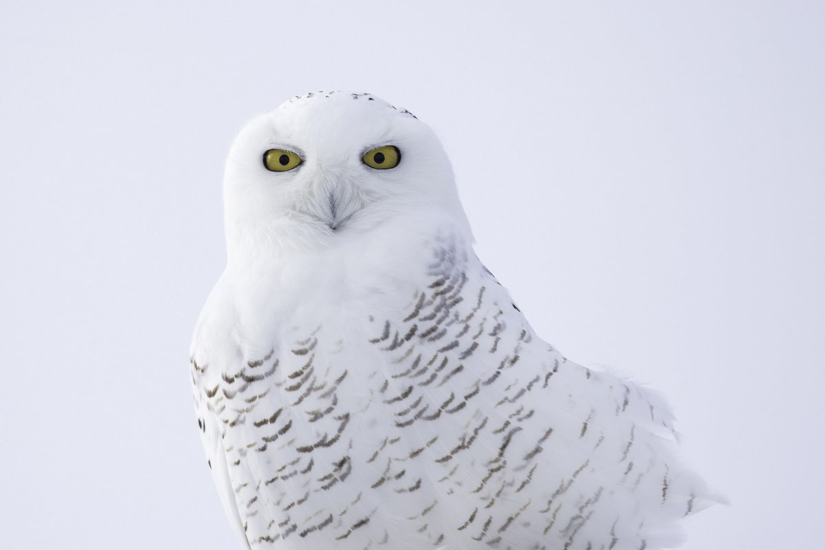 Полярная Сова клюв