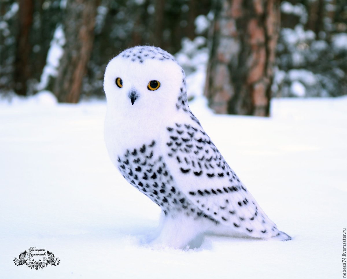 Полярная Сова Республики Коми
